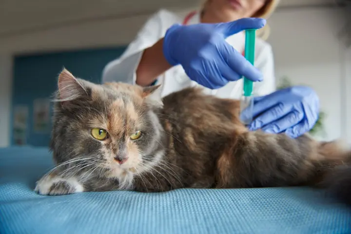 vacuna trivalentes gatos: veterinaria pinchando a un gaato